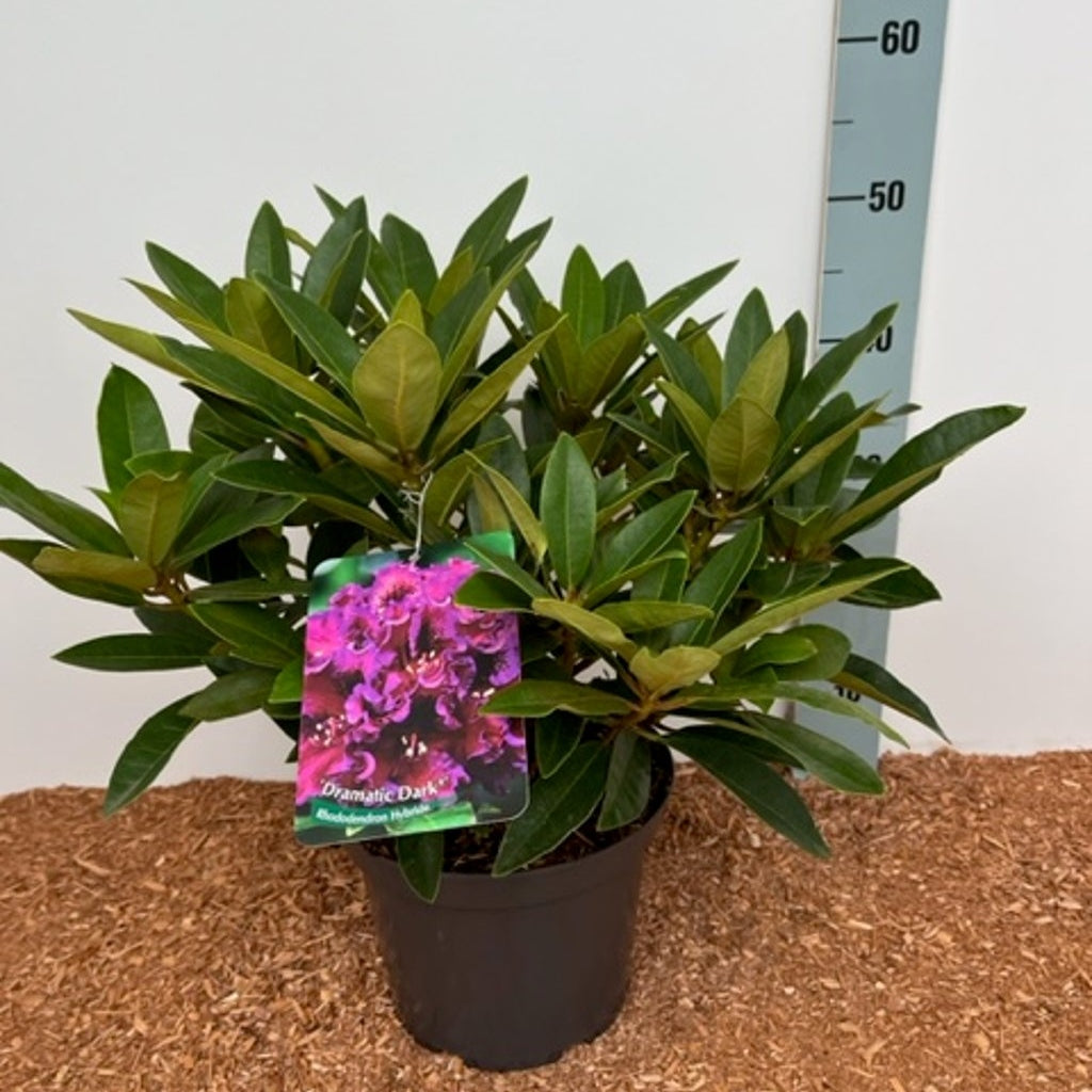 Rhododendron – Rhododendron (T); 'Dramatic Dark'® - C5 30-40 CM