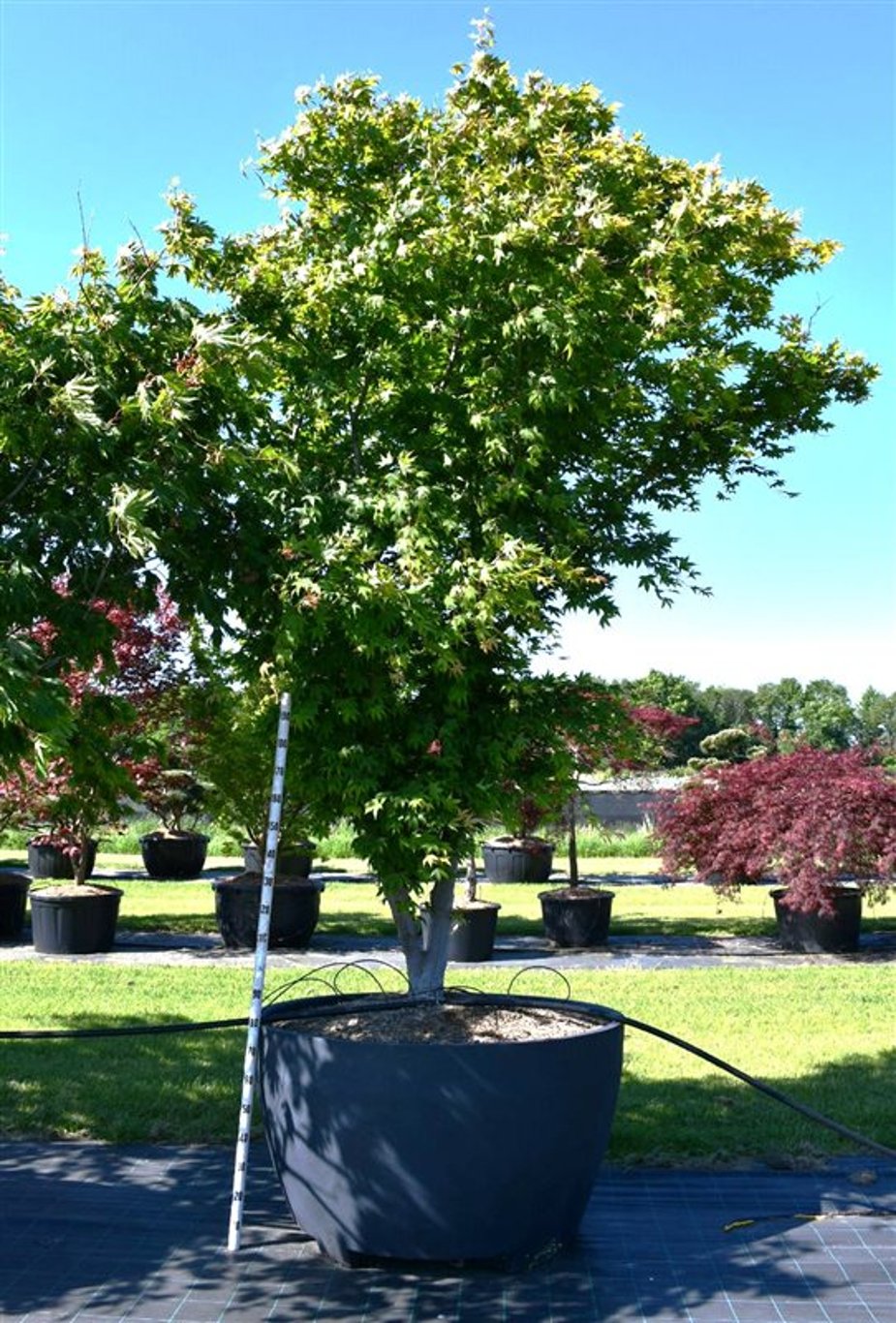 Japansk lönn – Acer palmatum &