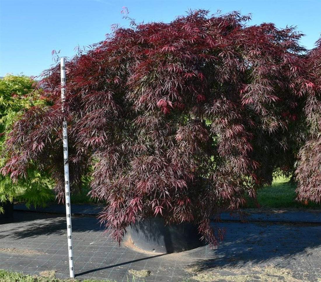 Japansk lönn – Acer palmatum &