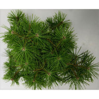 Svarttall – Pinus densiflora 'Jane Kluis' - C5 30-40 cm.