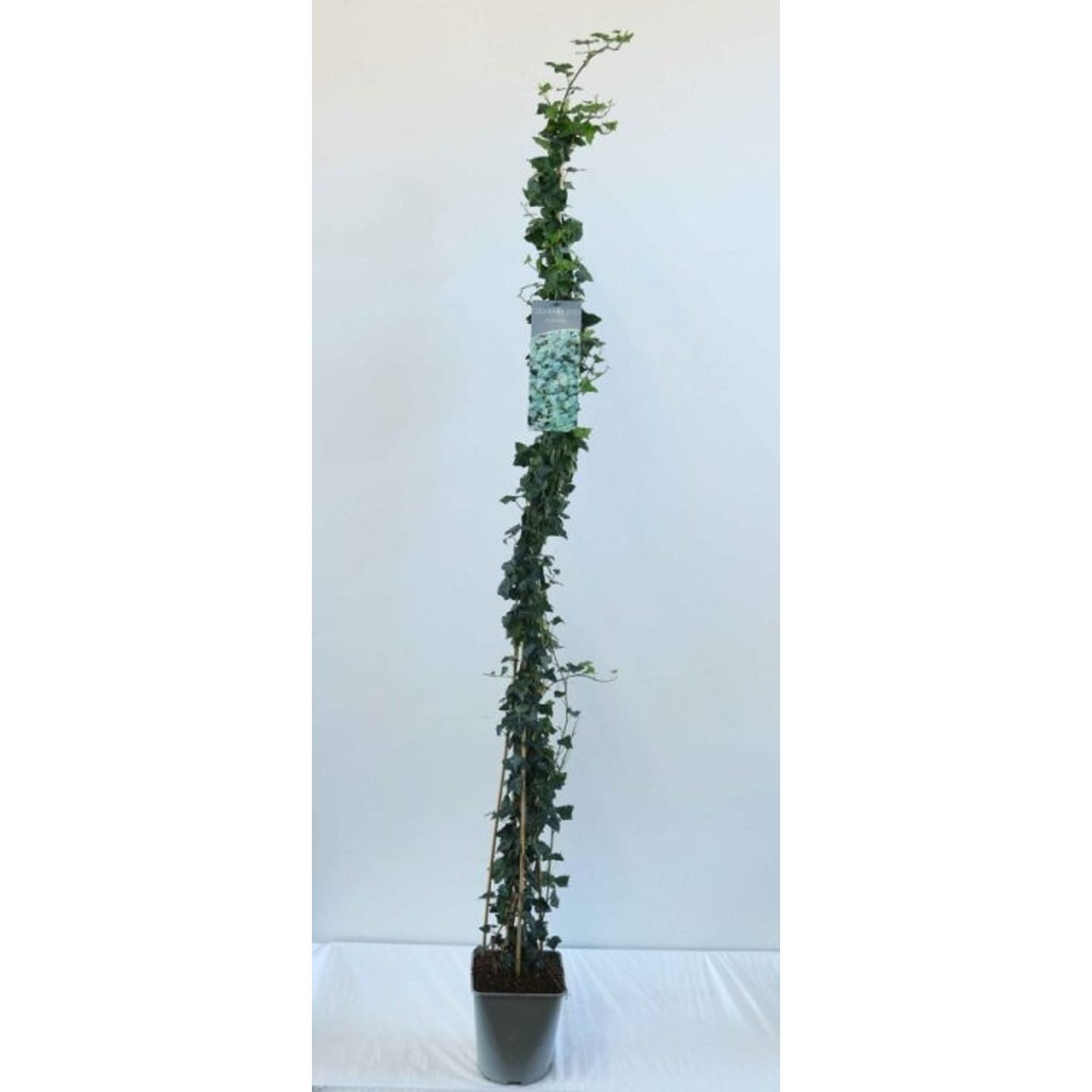 Murgröna – Hedera helix - C5 125-175 CM Stick