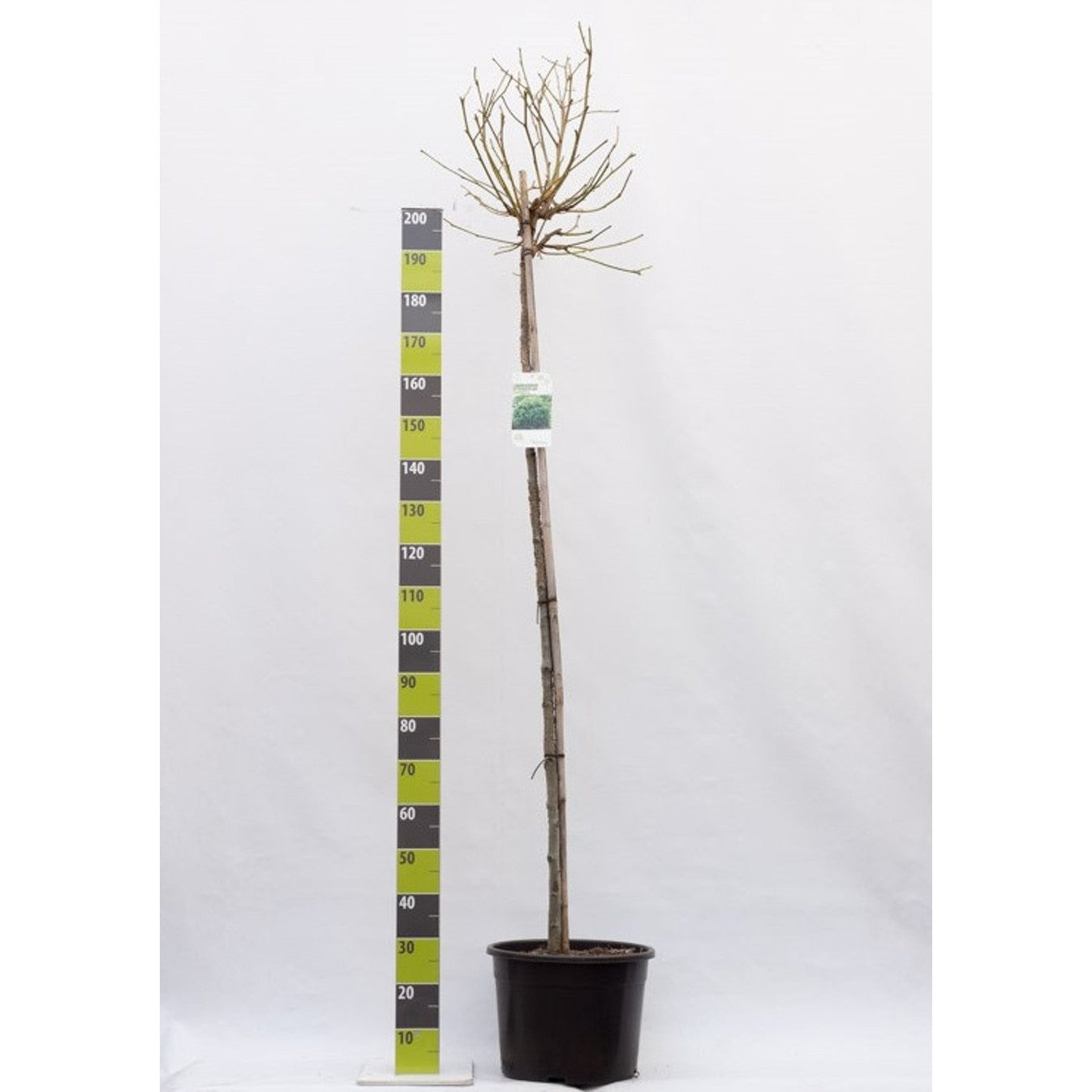 Amerikanskt ambra – Liquidambar styraciflua 'Gum Ball' - C25 8/10  180 CM Stem