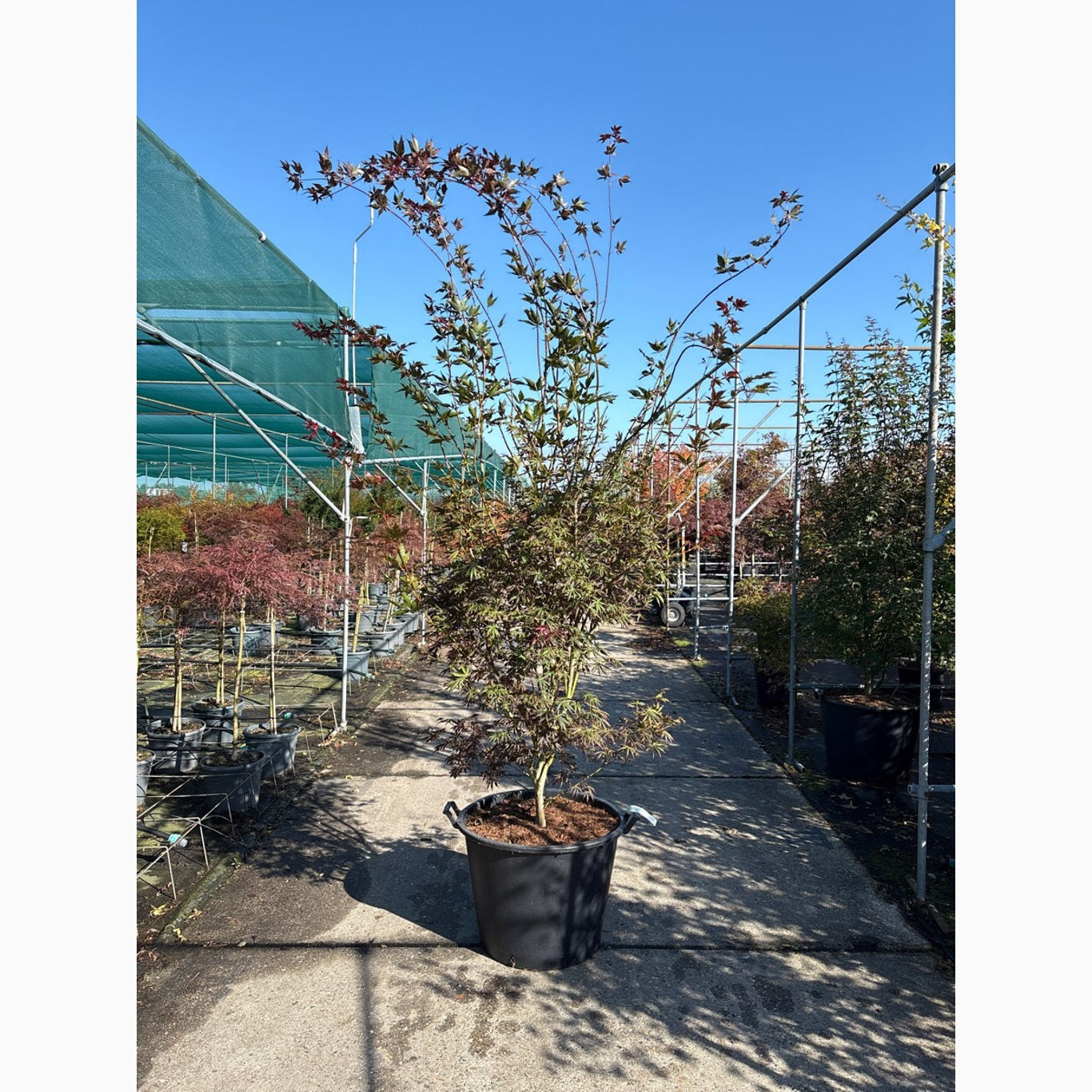 Japansk lönn – Acer pal. 'Trompenburg' - 250-300 CM in Cont.