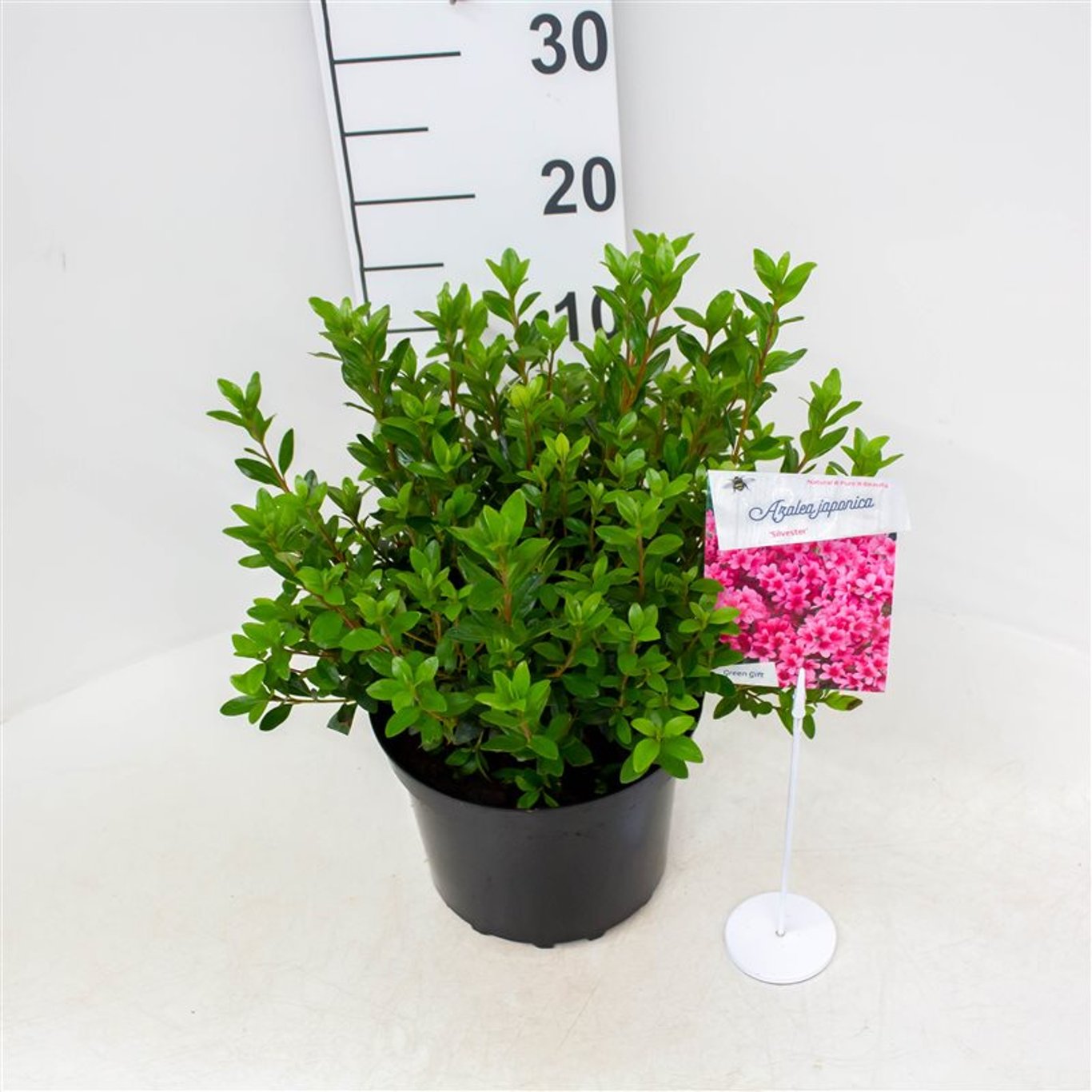 Rhododendron – Rhododendron (AJ); 'Silvester' - C4 25-30 CM