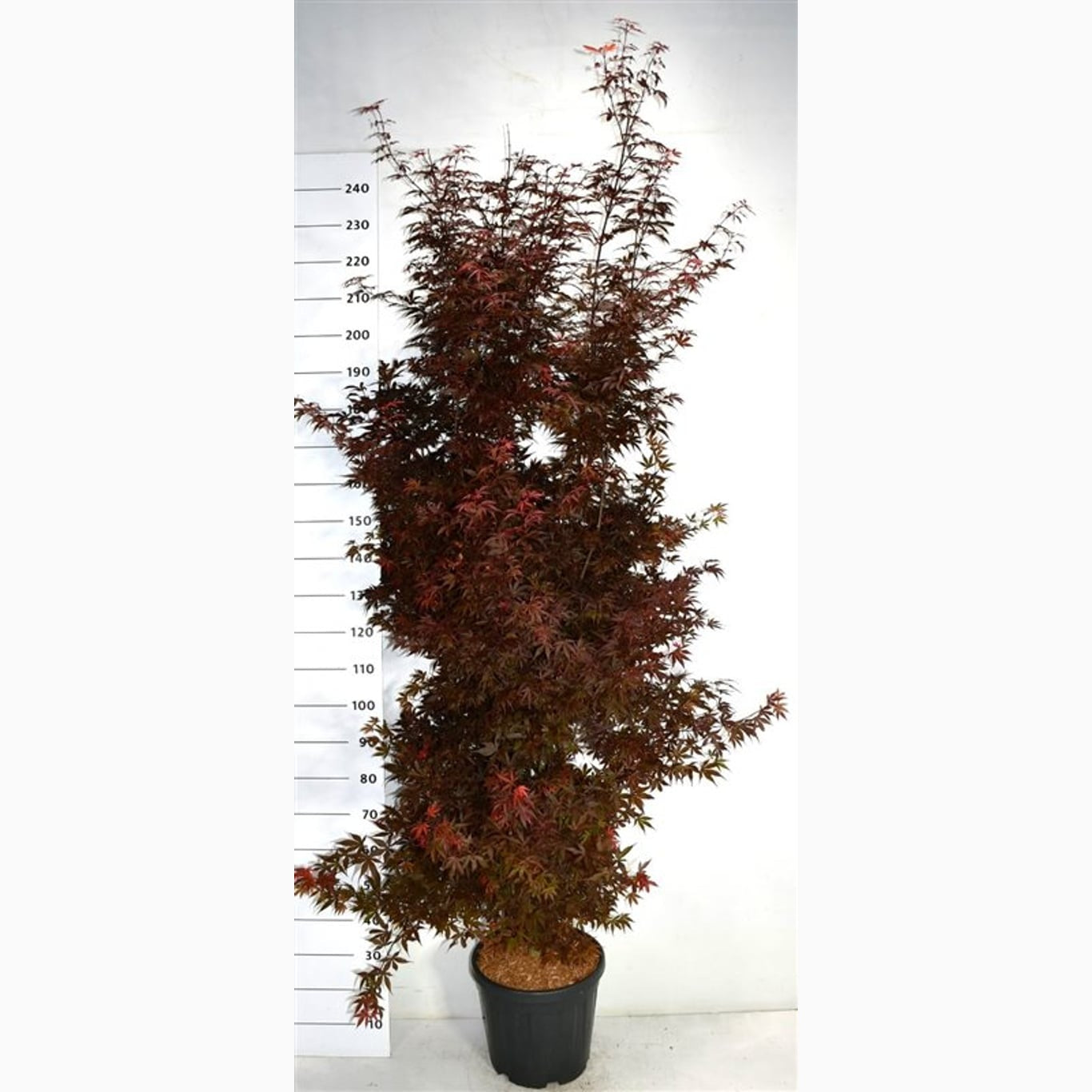 Japansk lönn – Acer pal. 'Skeeter's Broom' - C65 225-250 CM