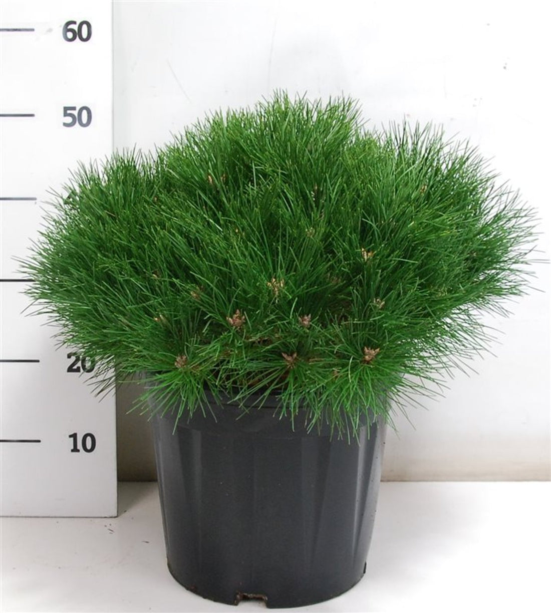 Svarttall – Pinus nigra &