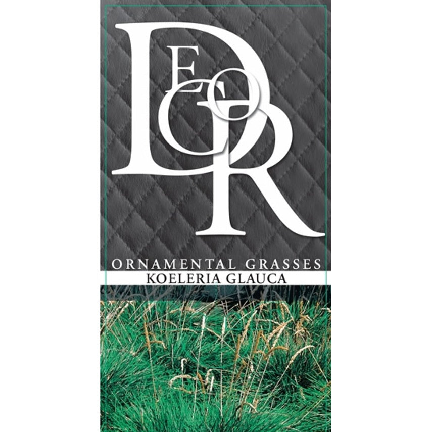 Blåsvingel – Koeleria glauca - C1