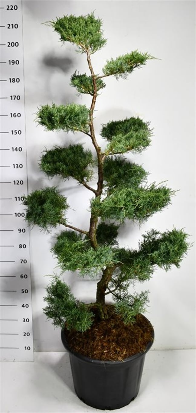 Virginsk en – Juniperus virginiana &