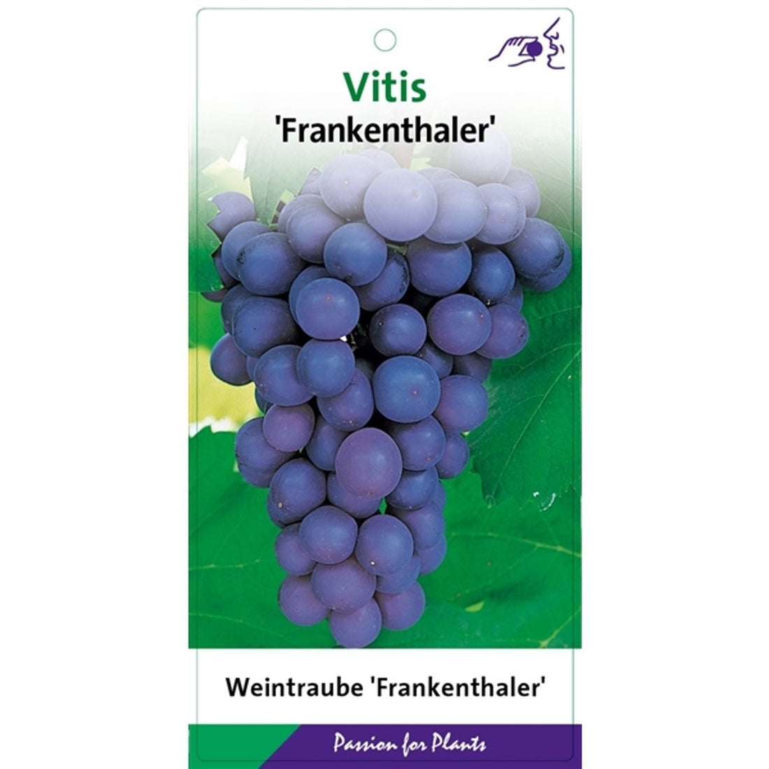 Vinranka – Vitis &