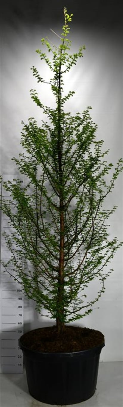 Vattenlärkträd – Metasequoia glyptostroboides - C280 300-350 cm.