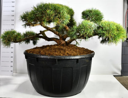 Tall – Pinus sylvestris &