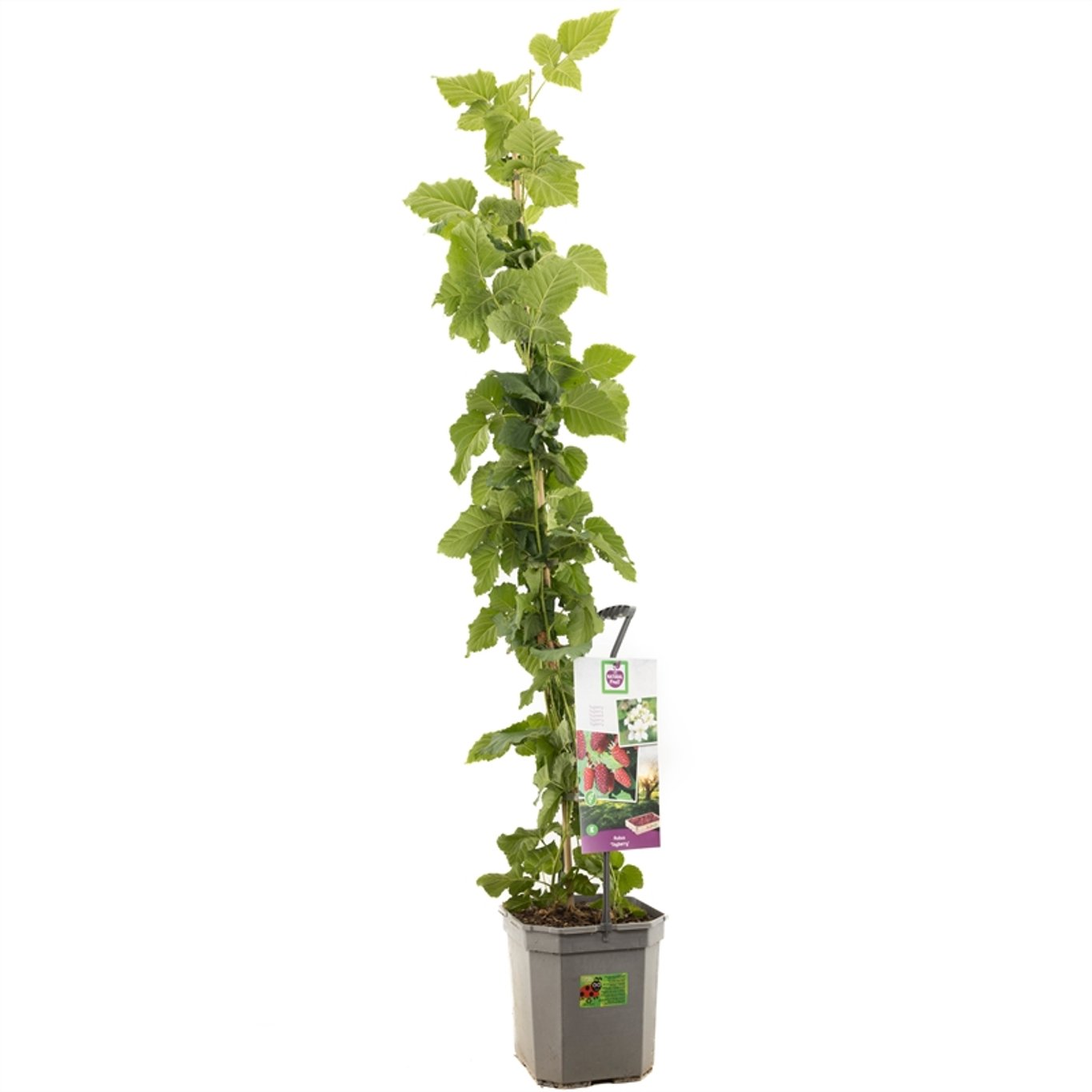 Taybär – Rubus 'Tayberry' - C7,5 125-150 CM