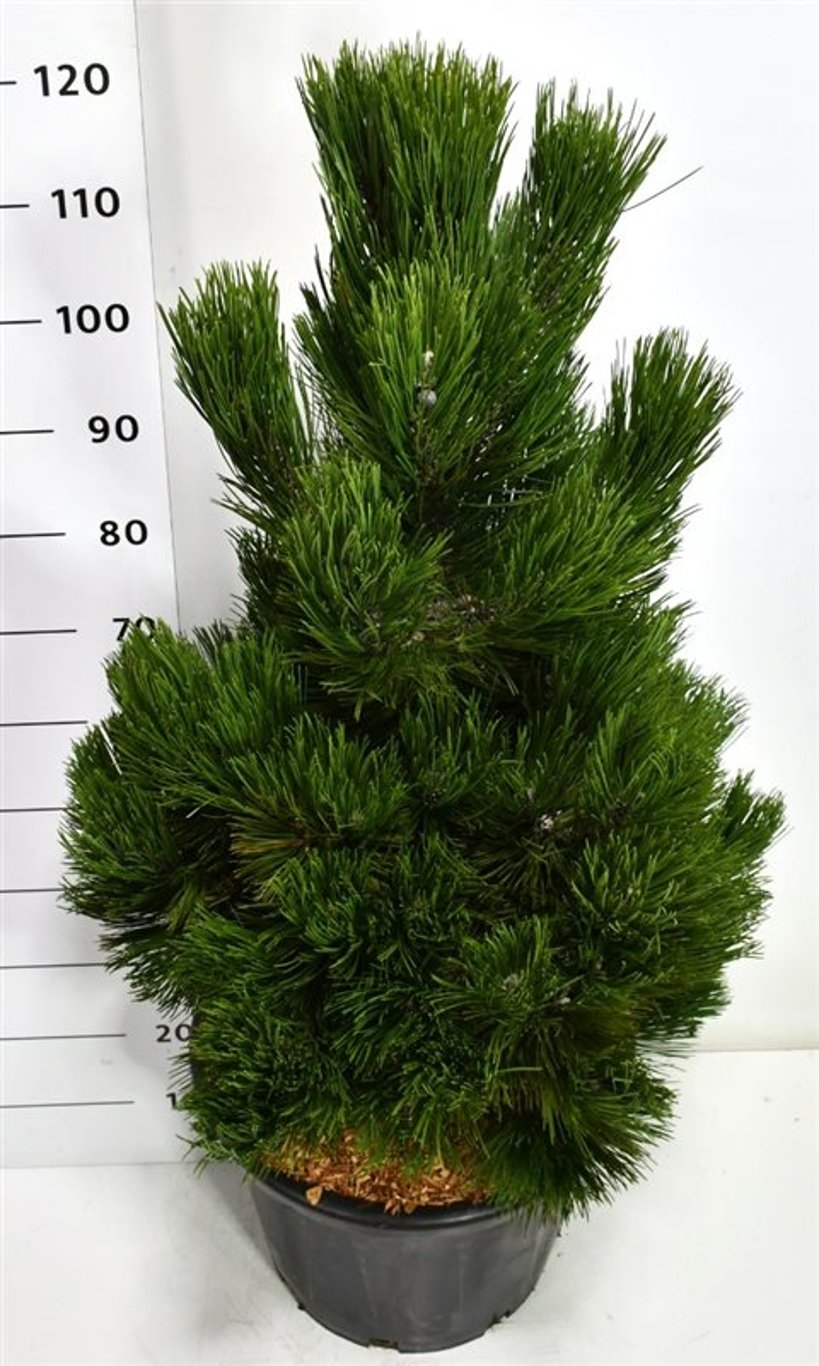 Balkantall – Pinus heldreichii &