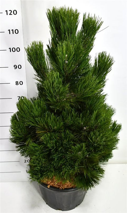 Balkantall – Pinus heldreichii &