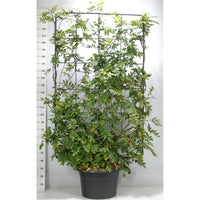 Japansk blåregn – Wisteria brachybotrys 'Yokohama fuji' - C60 200 cm. Scherm