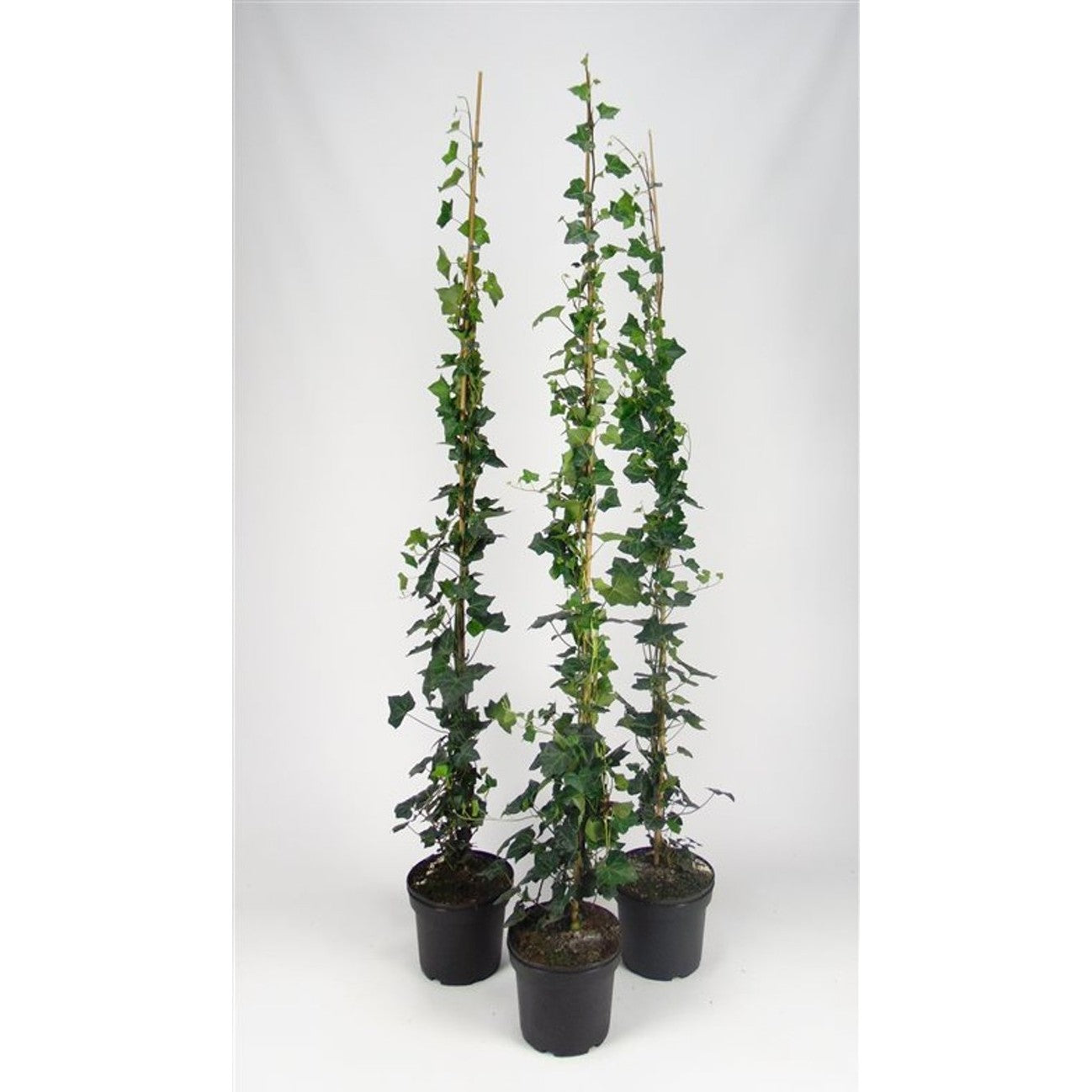 Murgröna – Hedera hibernica - C5 125-150 CM Stick