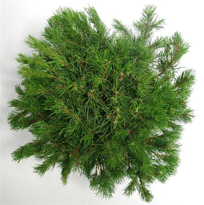 Bergtall – Pinus mugo mugo - C12 50-60 cm.