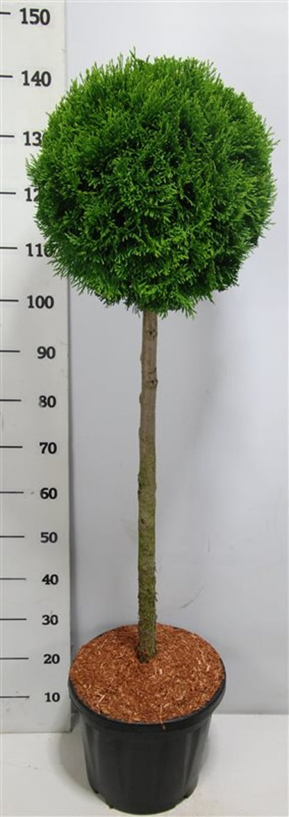 Thuja – Thuja occidentalis &