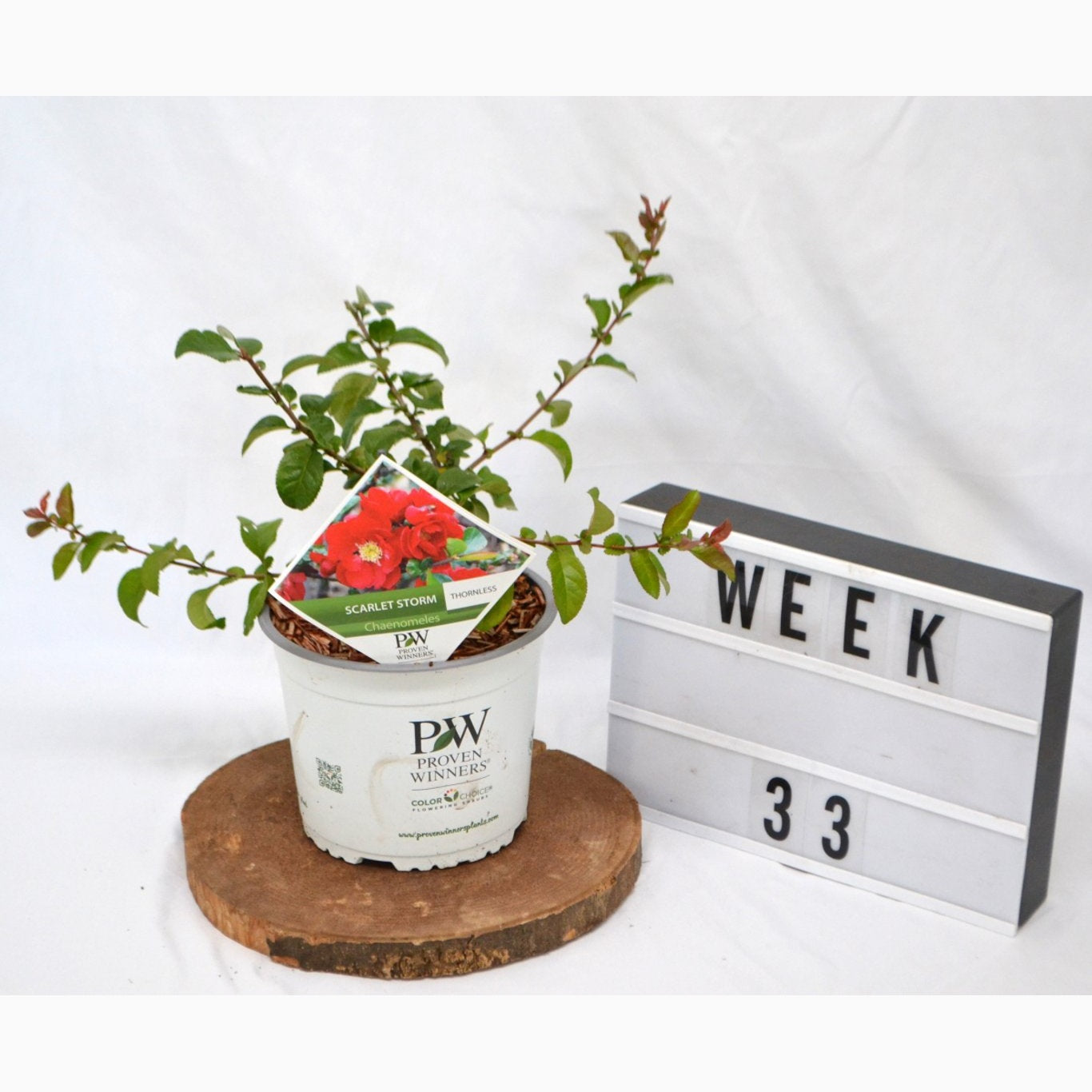 Hybridkvitten – Chaenomeles speciosa 'Scarlet Storm' - C3 20-40 CM