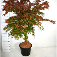 Japansk lönn – Acer palmatum 'Beni-maiko' - C35 60 cm. Stam