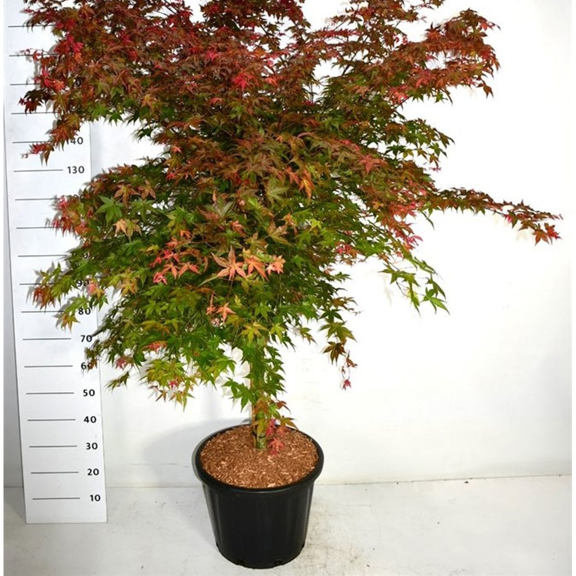 Japansk lönn – Acer palmatum 'Beni-maiko' - C35 60 cm. Stam
