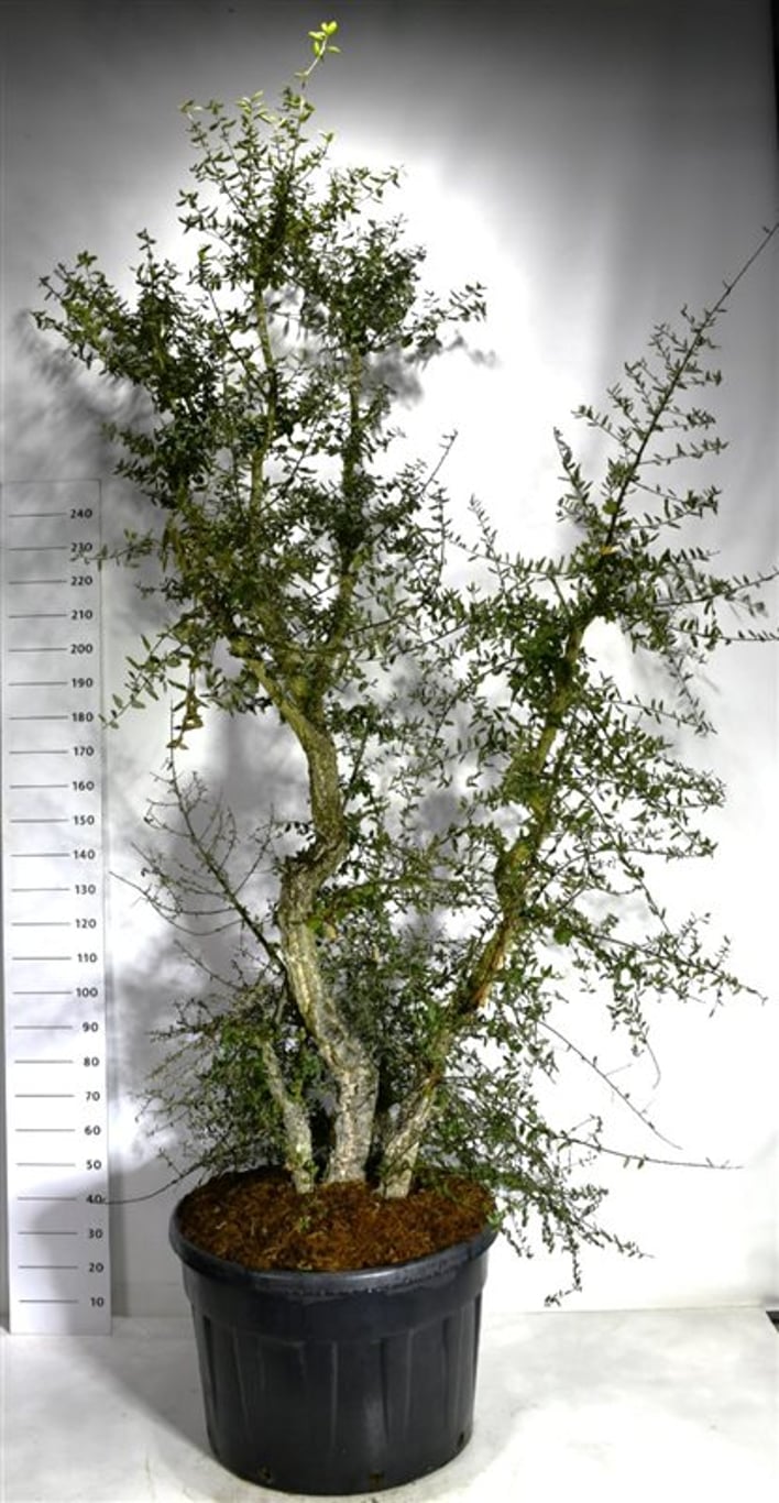 Korkek – Quercus suber - C230 250-300 cm.