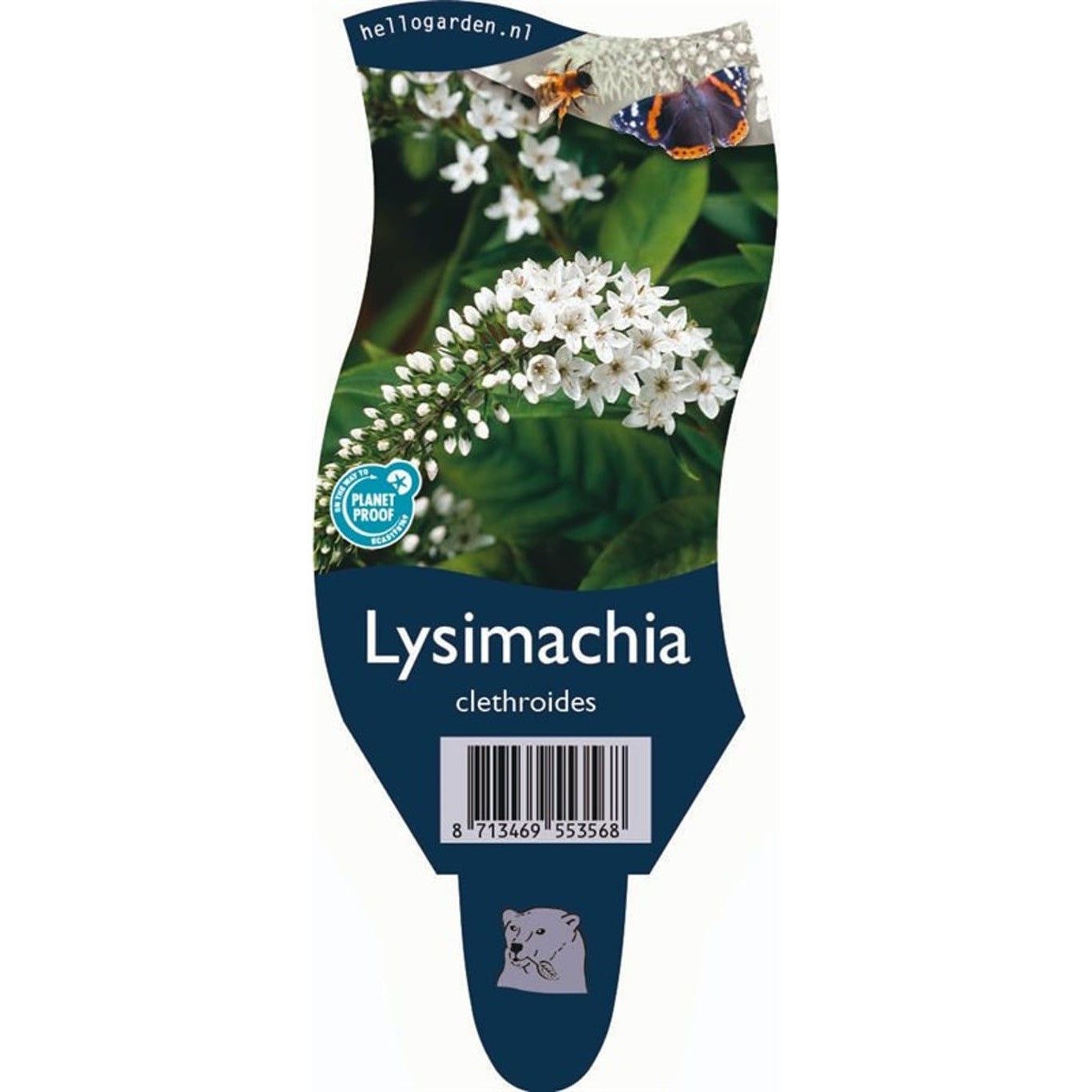 Snärjmåra – Lysimachia clethroides - P11