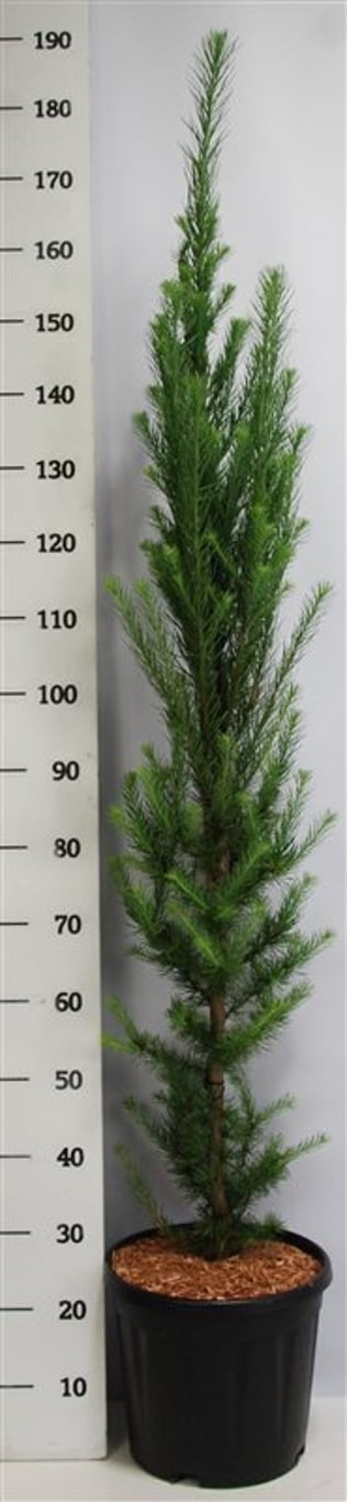Japansk lärk – Larix kaempferi &