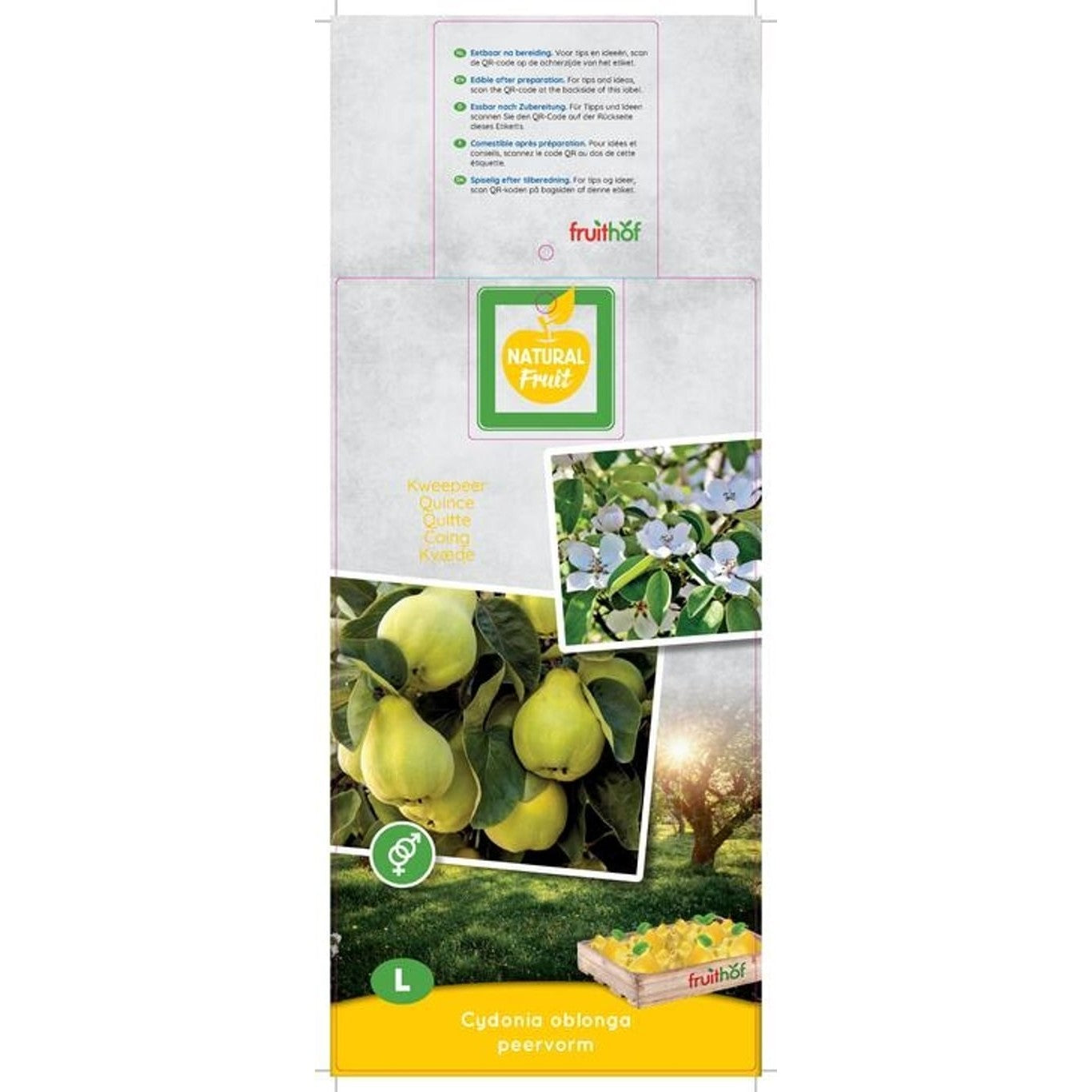 Kvitten – Cydonia oblonga 'Champion' - C7,5