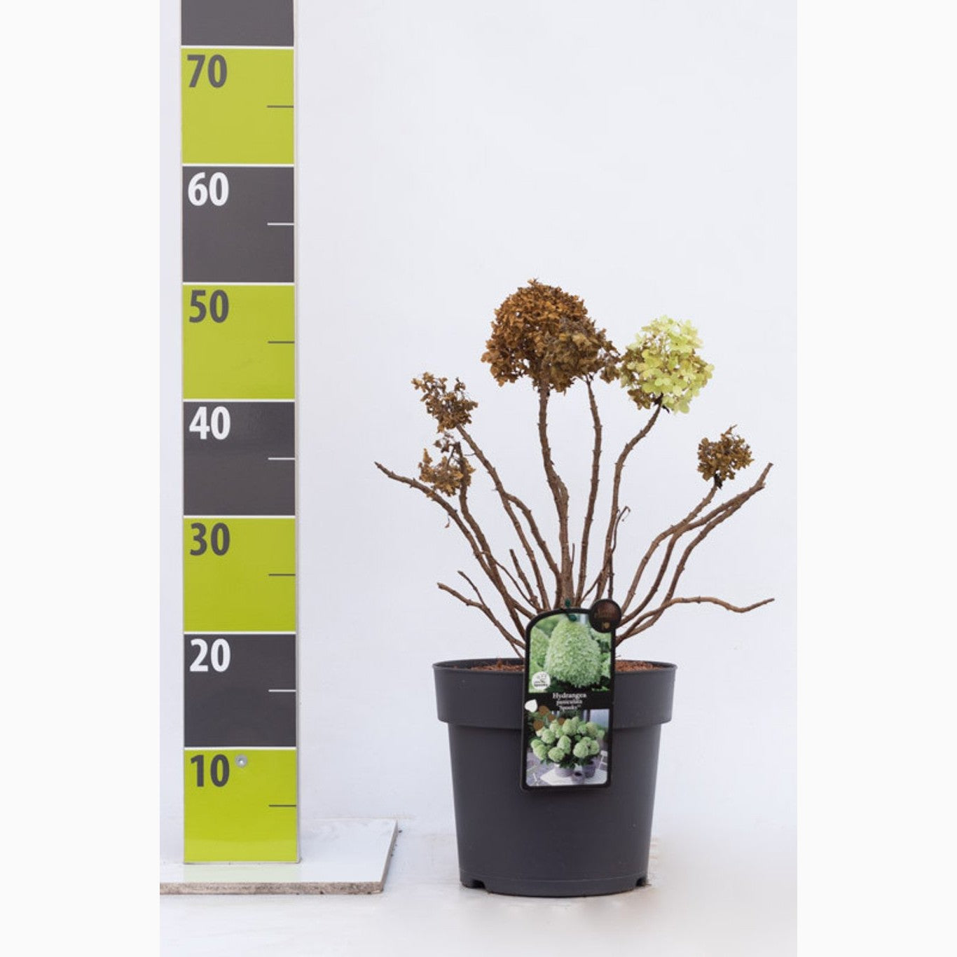 Syrenhortensia – Hydrangea paniculata 'Little Spooky' - C4,6 40-60 CM