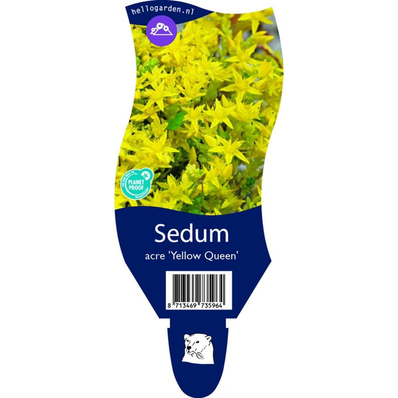 Gul fetknopp – Sedum acre 'Yellow Queen' - P11