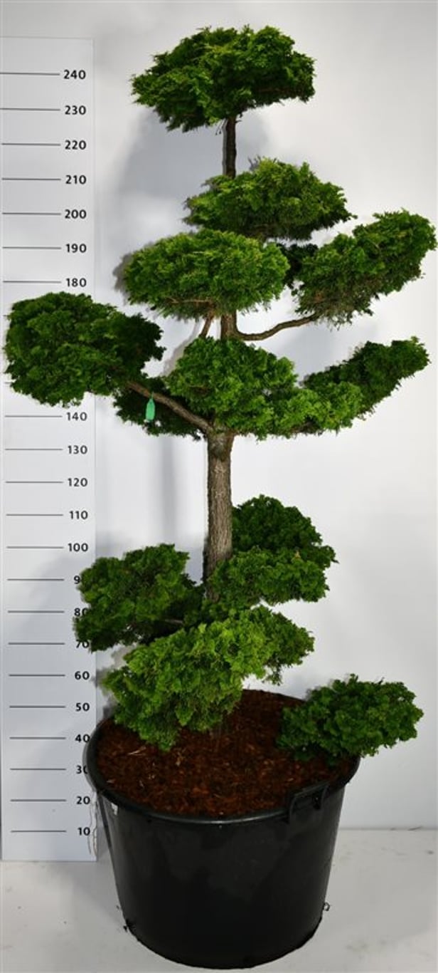 Ädelcypress – Chamaecyparis obtusa &