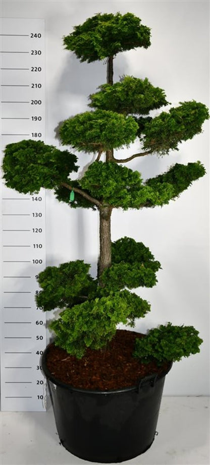 Ädelcypress – Chamaecyparis obtusa &