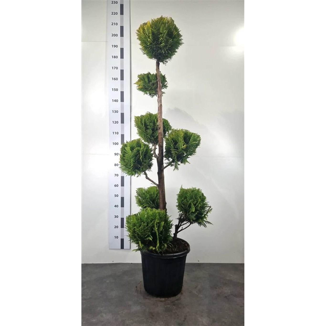 Ädelcypress – Chamaecyparis lawsoniana 'Yvonne' - 160-180 CM Ponpon Cont.