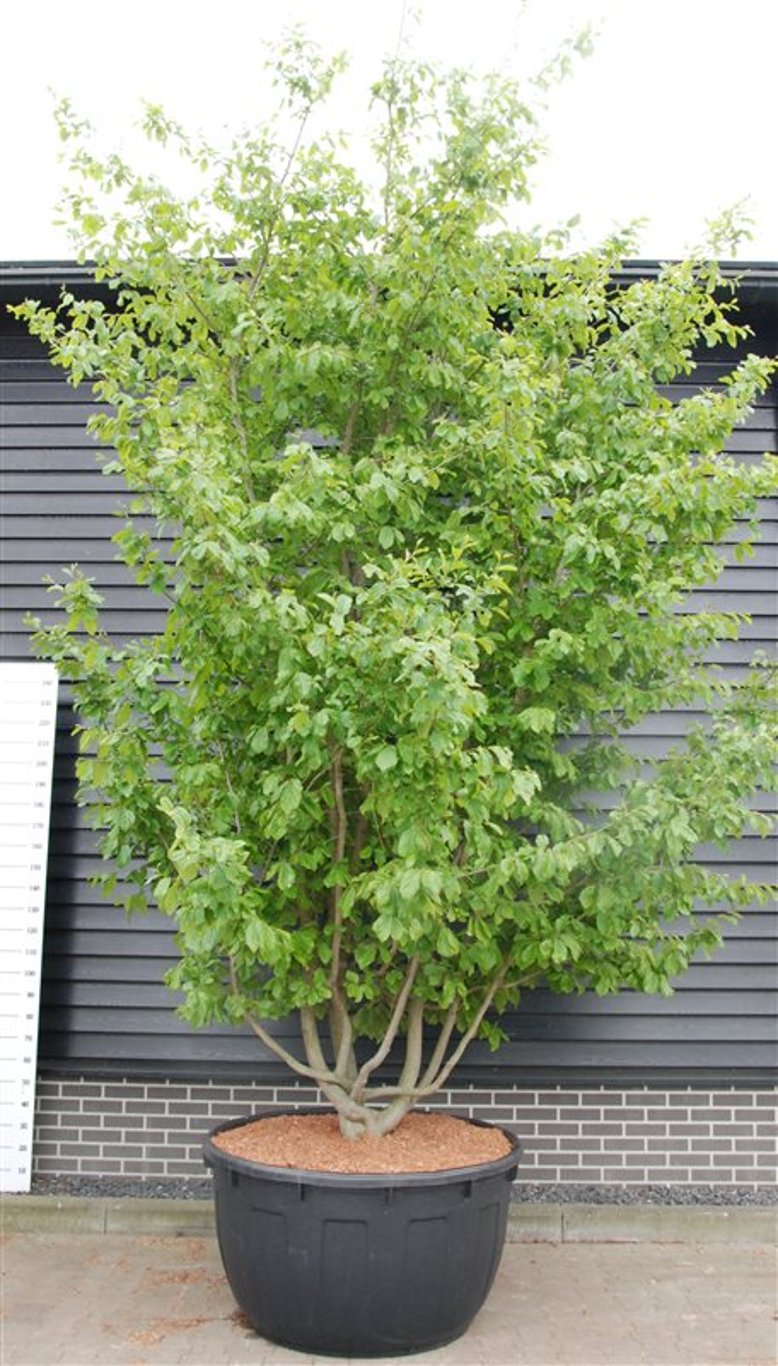 Persiskt järnträd – Parrotia persica - C 1040 Decopot 400-450 cm. Sol