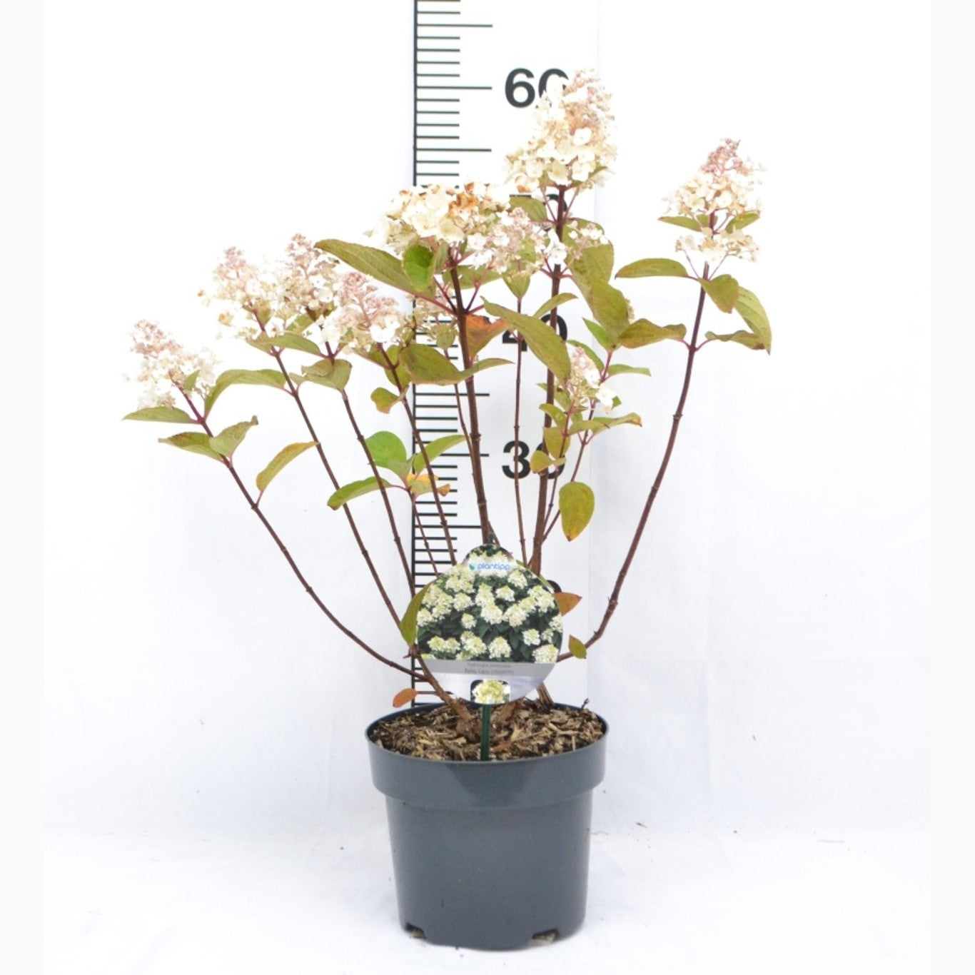 Syrenhortensia – Hydrangea paniculata 'Brussels Lace' - C3 20-40 CM