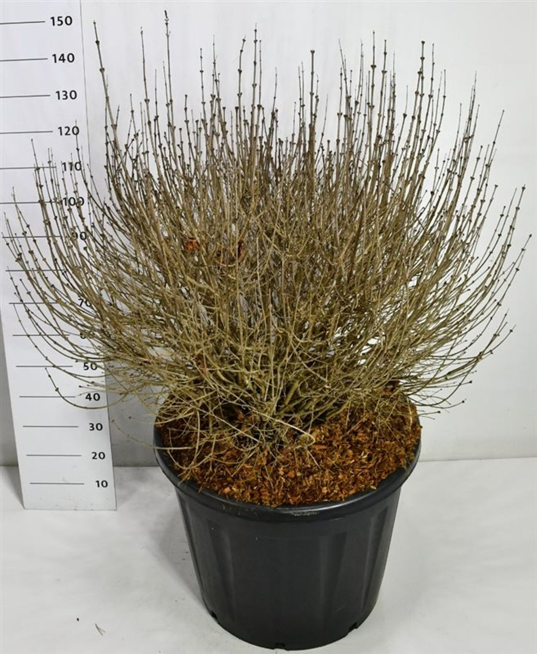 Dvärgsyren – Syringa meyeri &