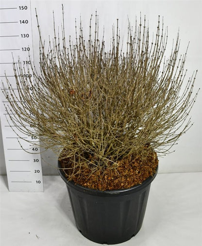 Dvärgsyren – Syringa meyeri &