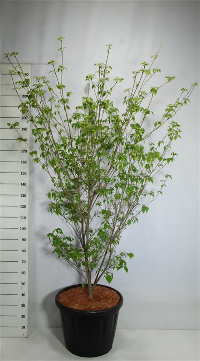 Japansk blomsterkornell – Cornus kousa &