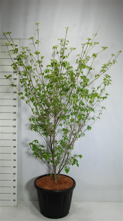 Japansk blomsterkornell – Cornus kousa &