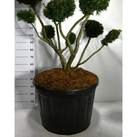 Hybrididegran – Taxus media 'Farmen' - C180 100-125 cm. Bonsai