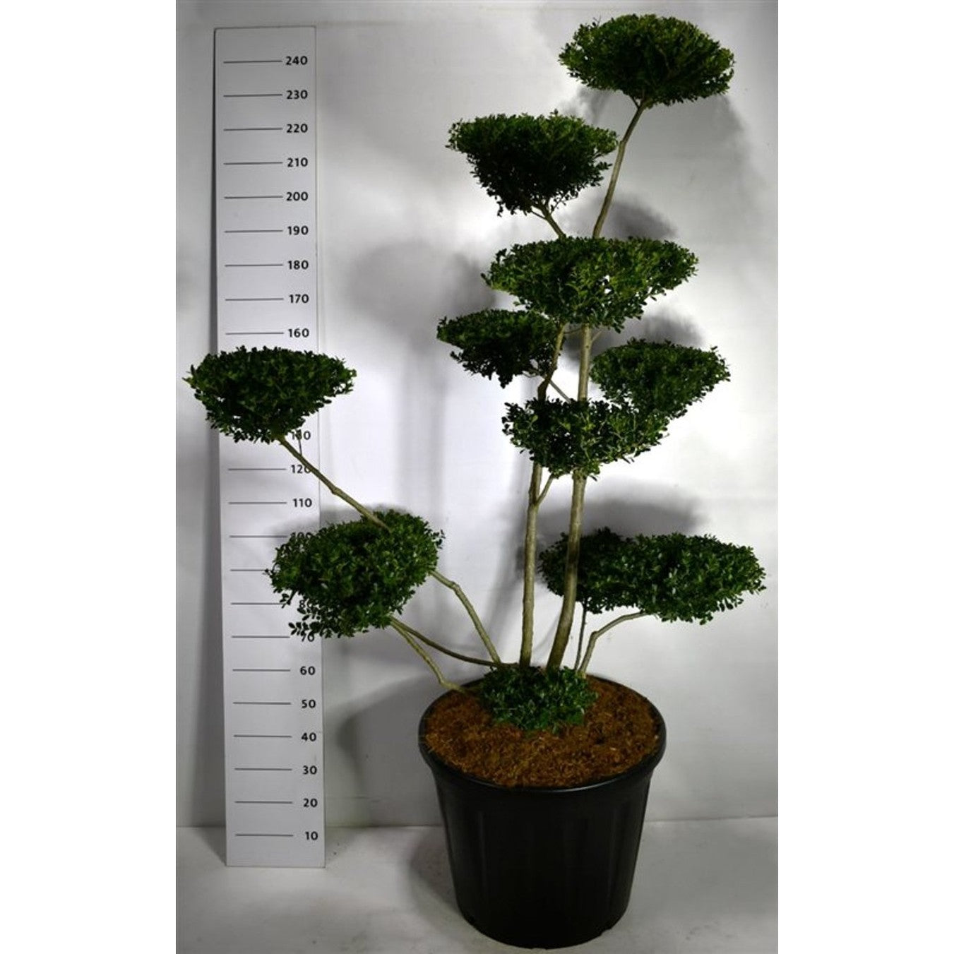 Japansk järnek – Ilex crenata 'Green Hedge' - C130 180-200 cm. Bonsai