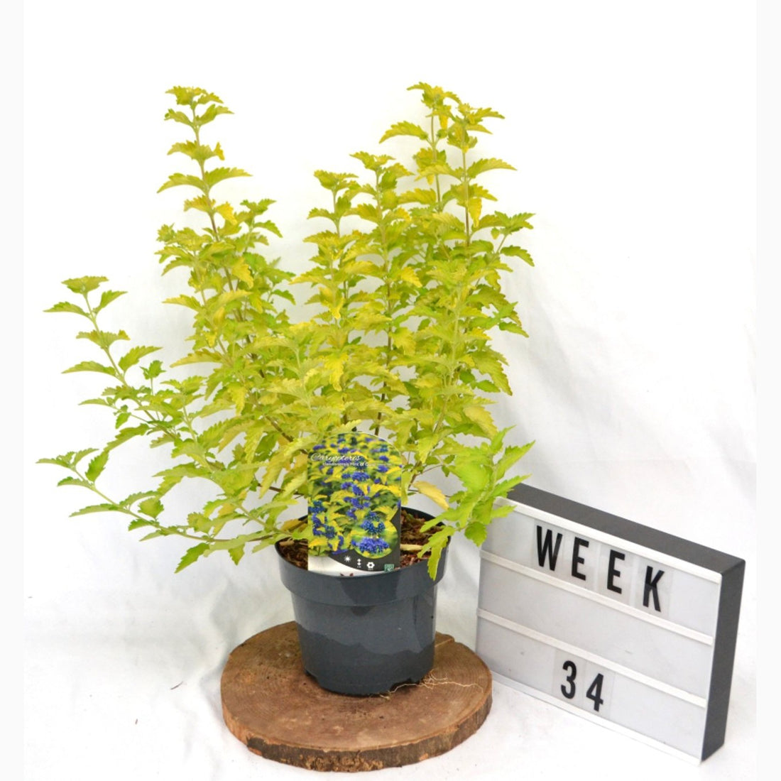 Blåspirea – Caryopteris clandonensis &