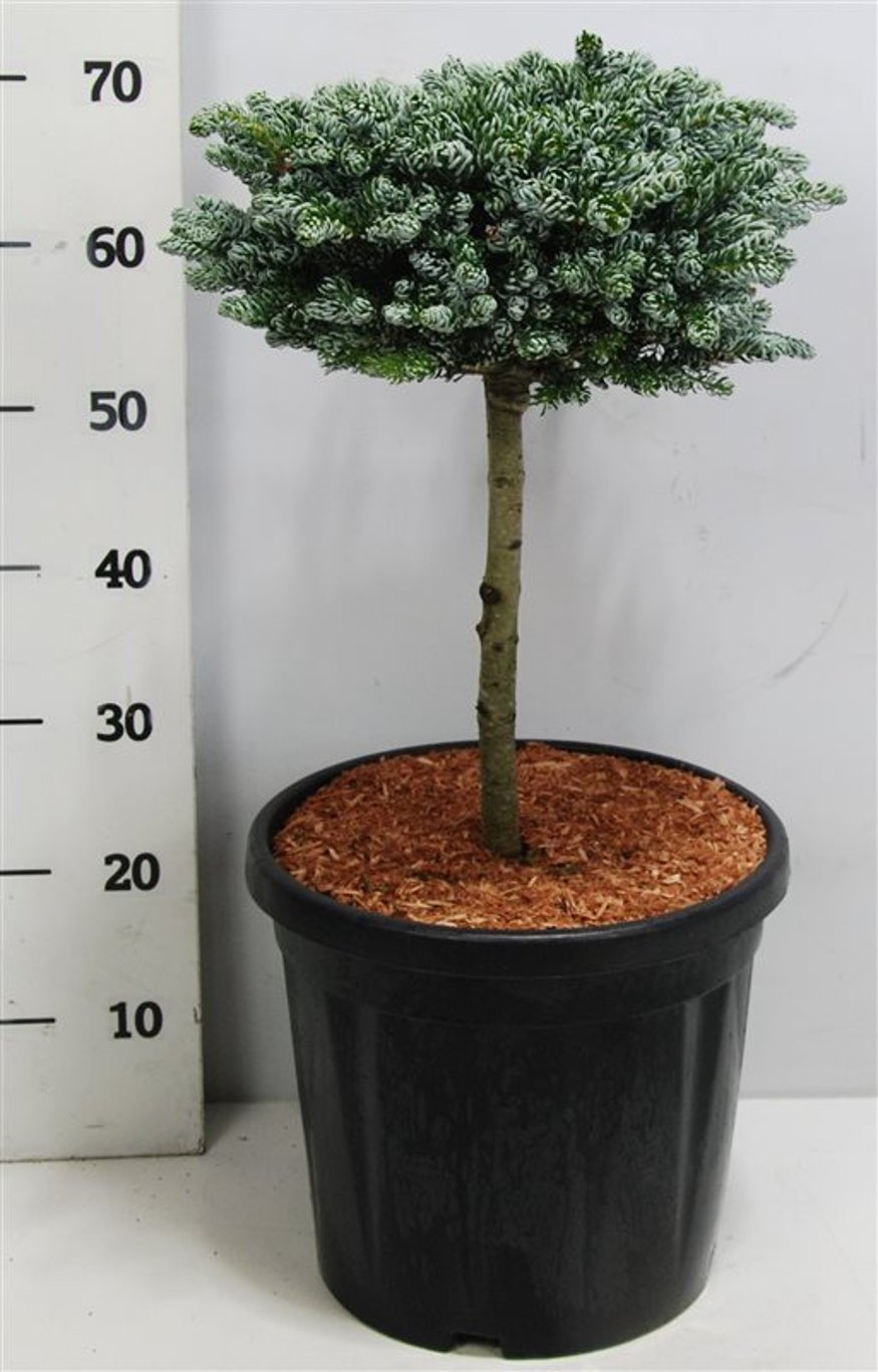 Koreagran – Abies koreana 'Kohout's Icebreaker' - C13 30 cm. Stam