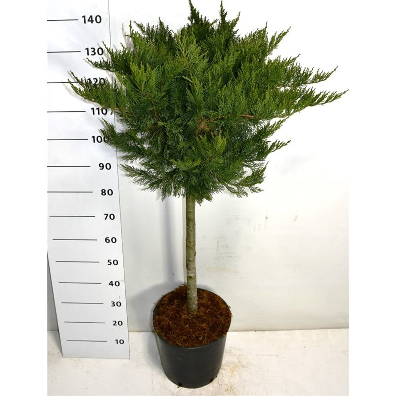 Savin-en – Juniperus sabina 'Tamariscifolia' - C18 70 cm. Stam