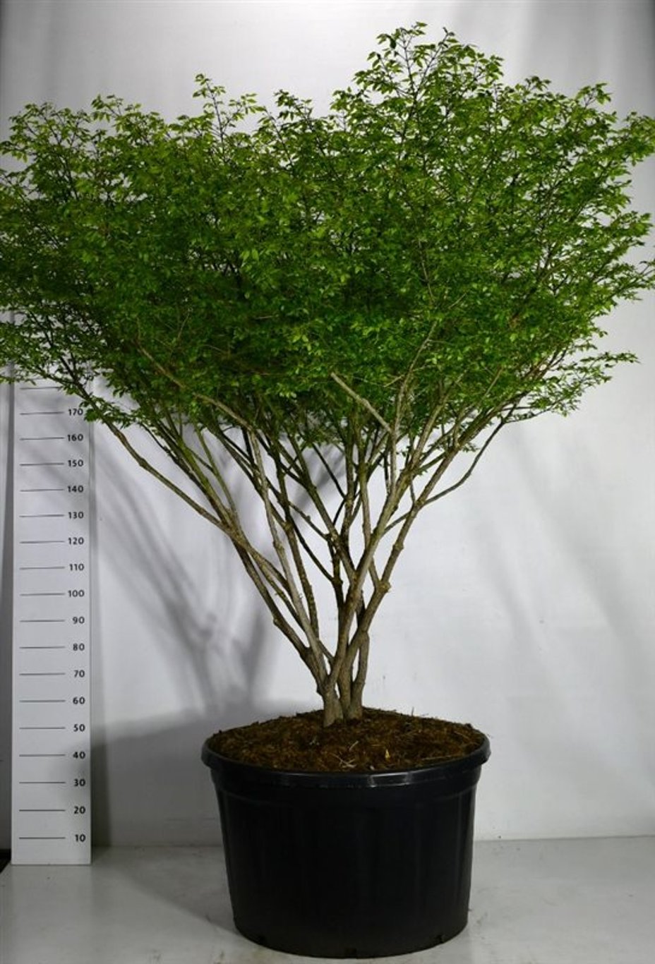 Vingbenved – Euonymus alatus &