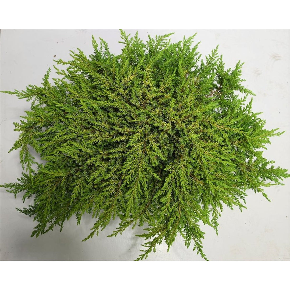 En – Juniperus communis &