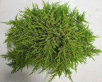 En – Juniperus communis 'Lemon Carpet' - C7.5 30-40 cm.