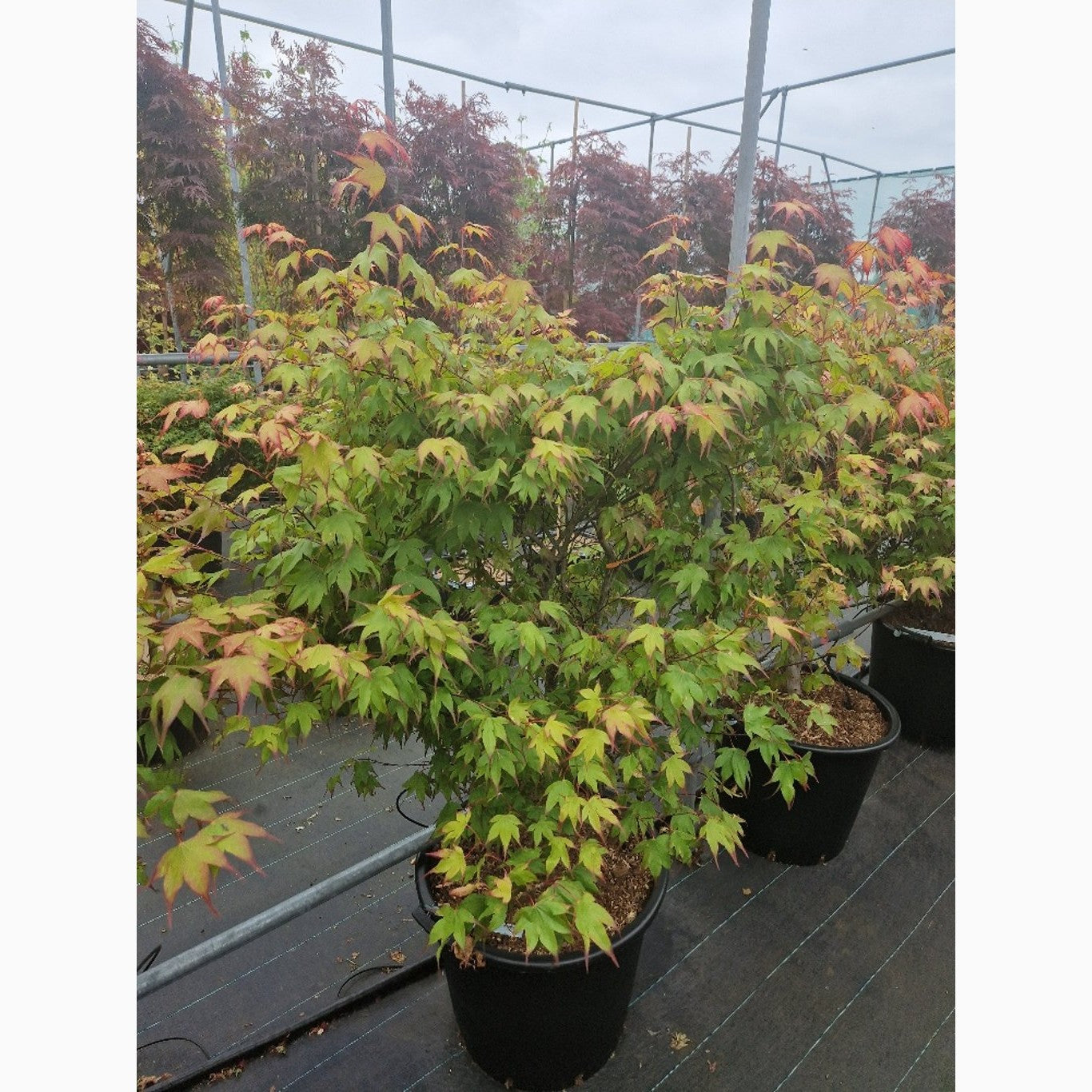 Japansk lönn – Acer pal. 'Tsumagaki' - C50 100-125 CM