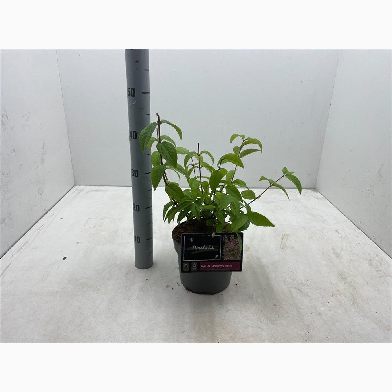 Slånspirea – Deutzia hybrida 'Strawberry Fields' - C3